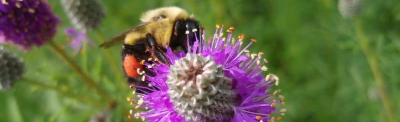 Snodgrass presents set of bills that would protect pollinators and native habitats