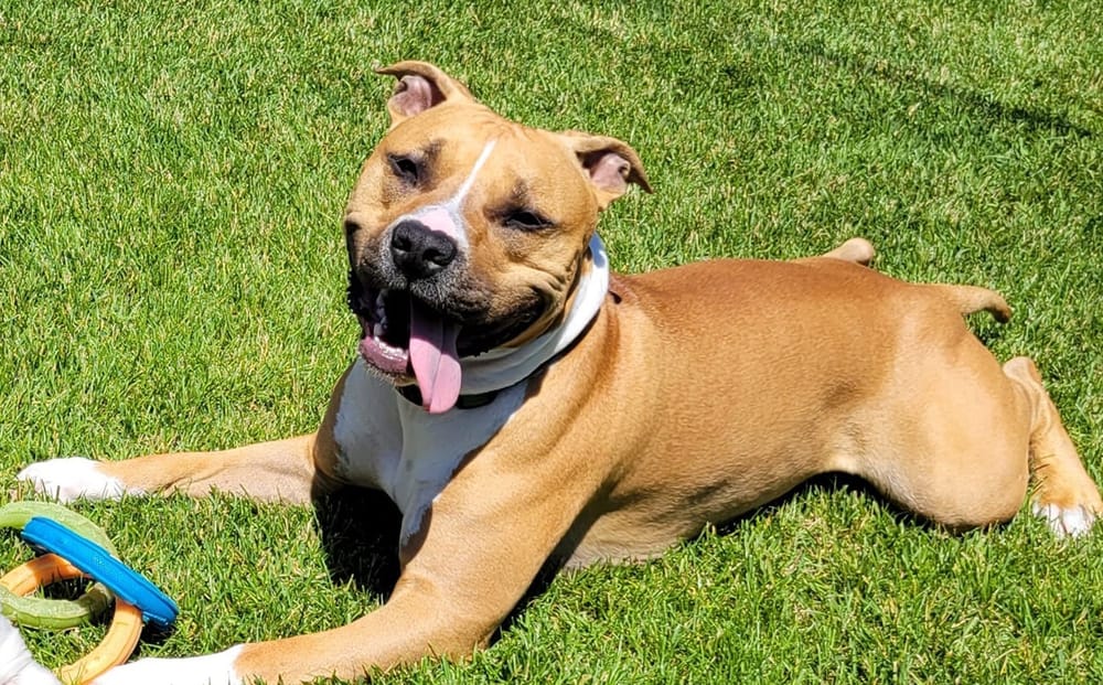 Wisconsin going to the dogs as summer slams us worse than ever post image