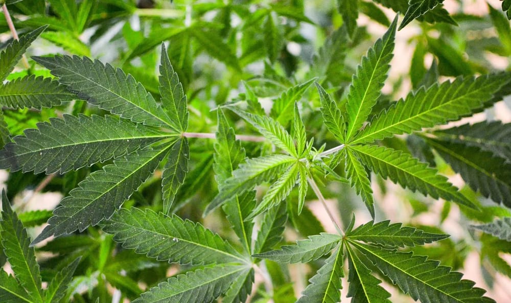 Republican legislators introduce medical marijuana legislation post image