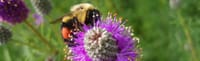 Snodgrass presents set of bills that would protect pollinators and native habitats post image