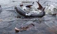 Sturgeon spawning soon in New London in annual spring ritual post image