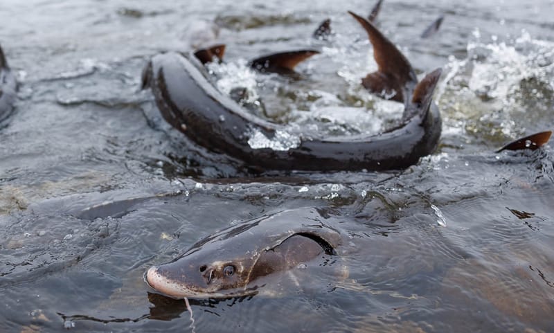 Sturgeon spawning soon in New London in annual spring ritual post image